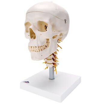 Skull On Cervical Spine - 4 Part